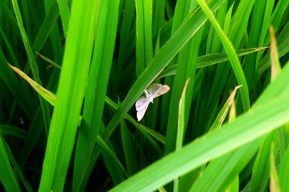 Genetically Engineered Plants Capable Of Producing Sex Pheromones To Fight Plant Pests