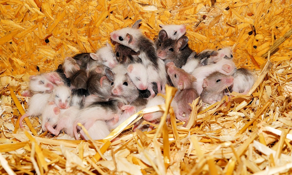 Gene Editing Used To Create All Male Or All Female Mice Litters