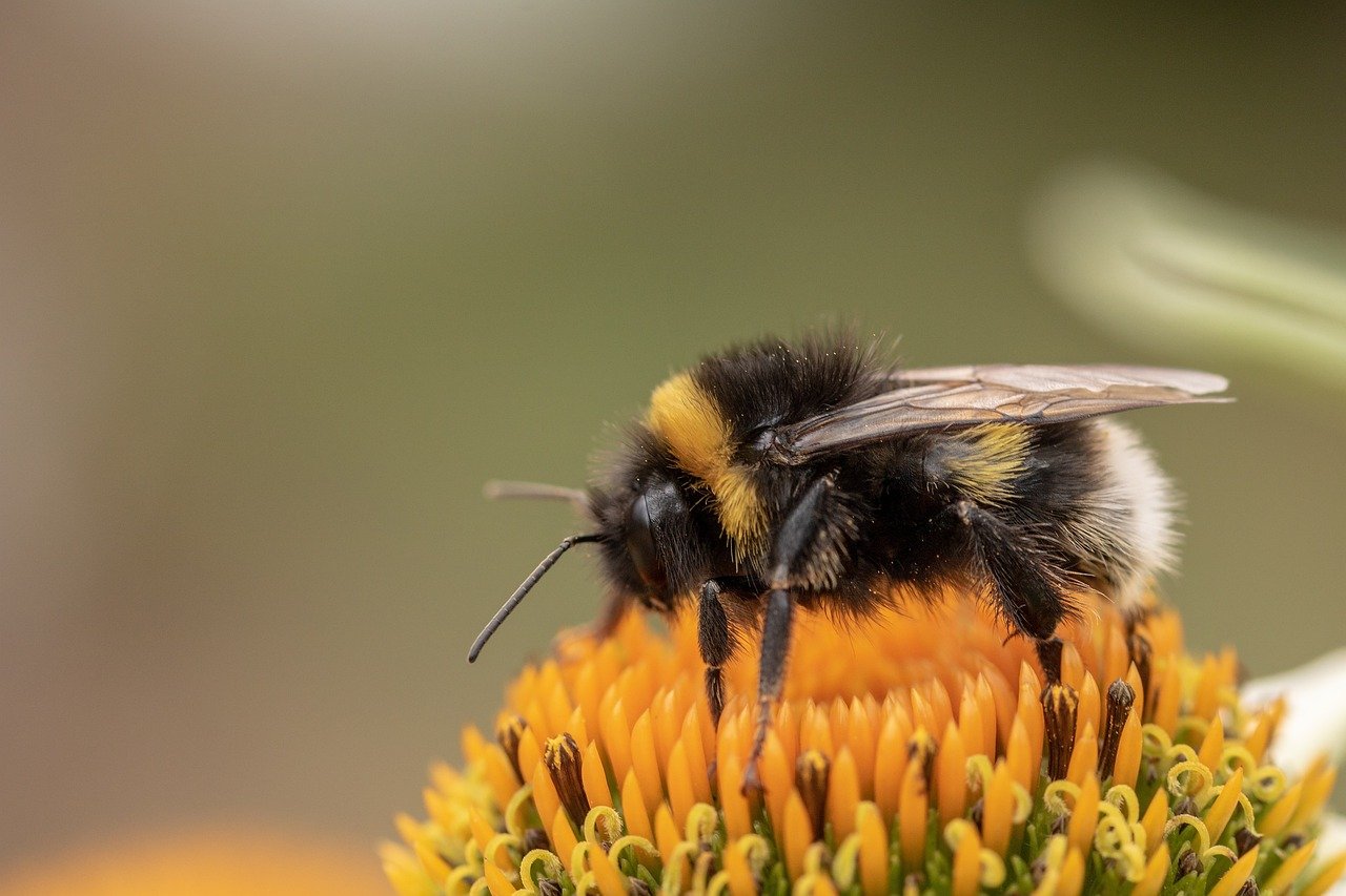 humans-change-how-bees-communicate-with-each-other