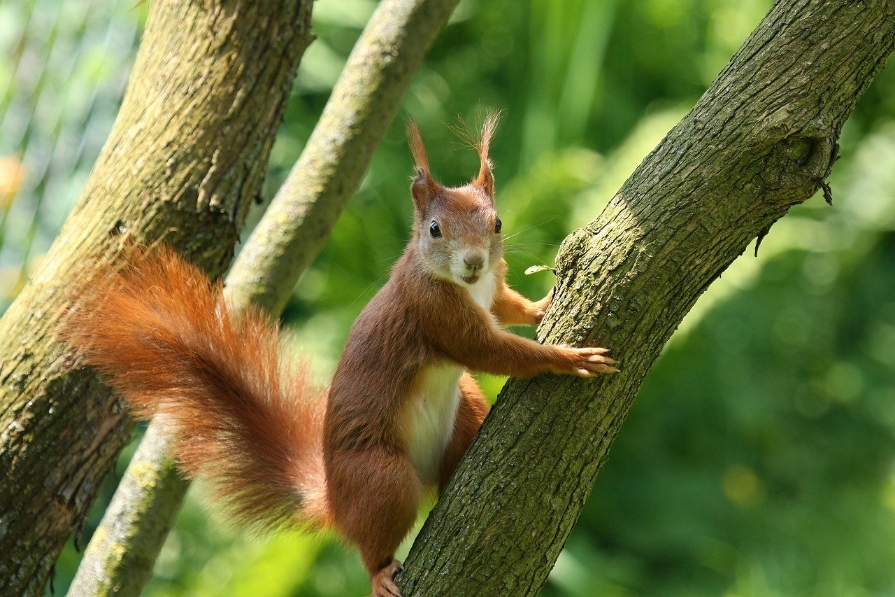 Medieval squirrels carried leprosy