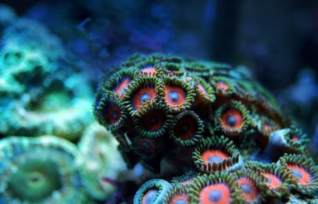 Some corals are more resilient to temperature change than others