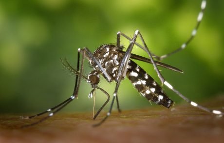 La dengue mieux surveillée grâce à un modèle britannique de prédiction