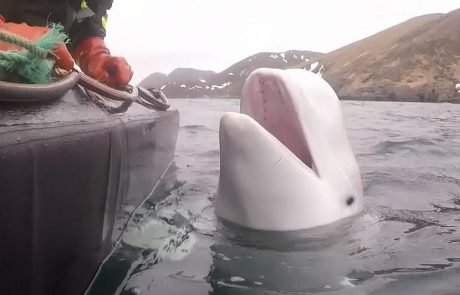 La Norvège a découvert un beluga soupçonné de faire partie d’un programme d’espionnage russe