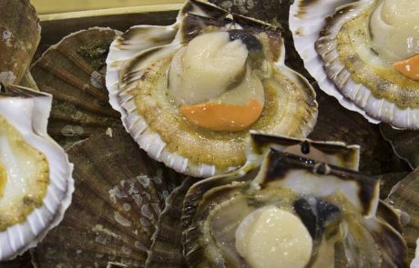 La guerre de la Coquille Saint-Jacques oppose les pêcheurs français et anglais