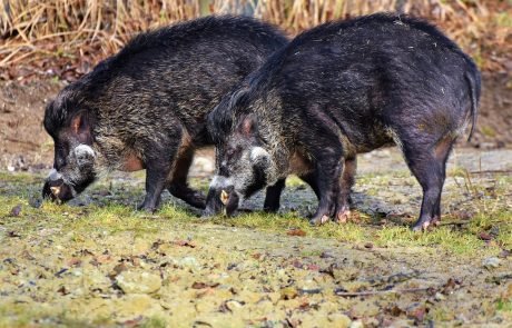 La peste porcine africaine reste sous contrôle en Europe