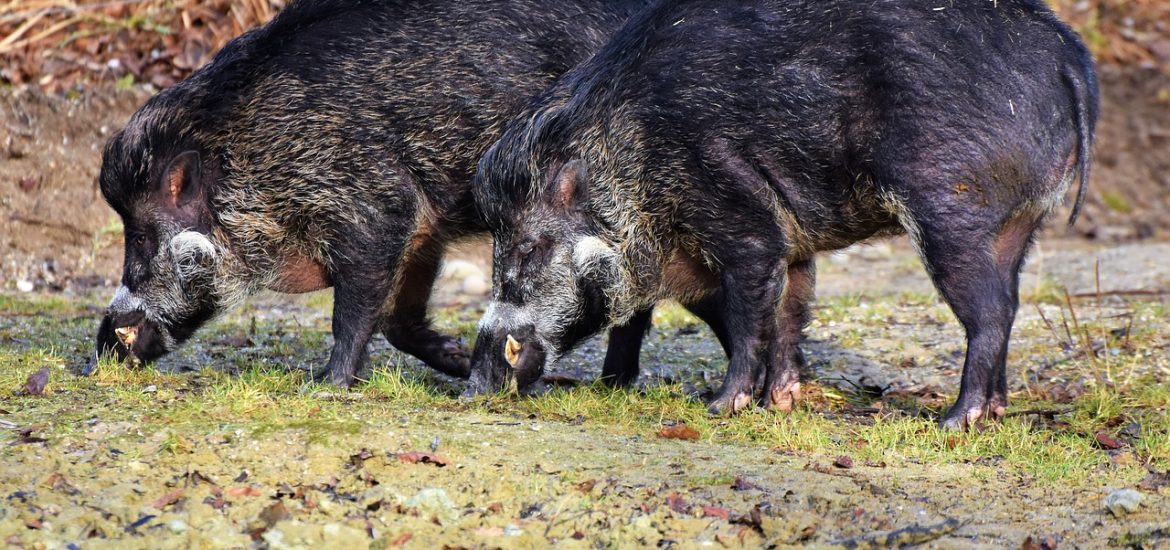 La peste porcine africaine reste sous contrôle en Europe