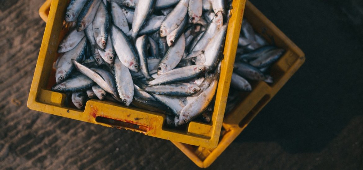 La pêche française encore loin d’être durable