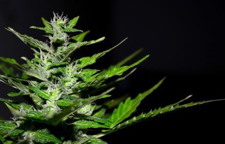 Chypre autorise le cannabis à usage thérapeutique