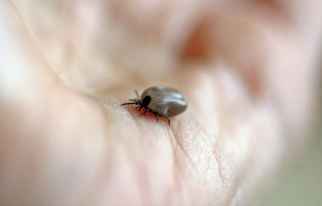 Le Parlement européen veut plus d’uniformité dans la lutte contre la maladie de Lyme