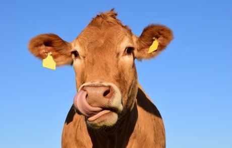 Des aimants pour soigner des vaches atteintes de la maladie des déchets ?