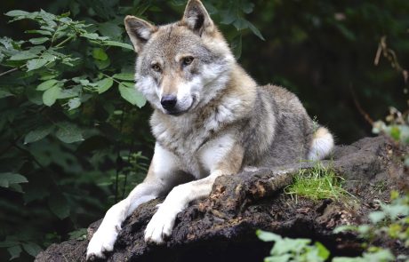 Le retour des loups provoque le débat en Allemagne