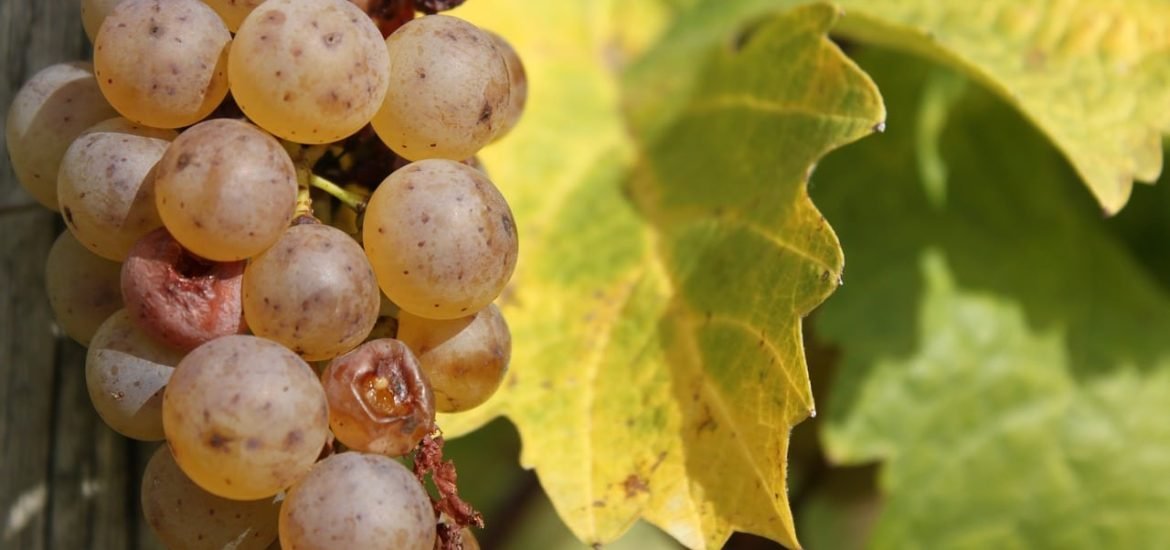 La hausse des températures change le goût du Riesling