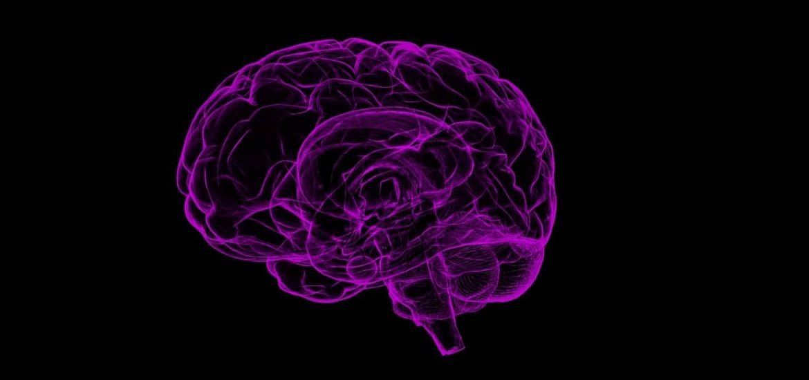 Existe-t-il une taille idéale pour le cerveau humain ?