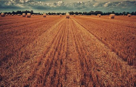 Le réchauffement climatique pèse sur le rendement agricole européen