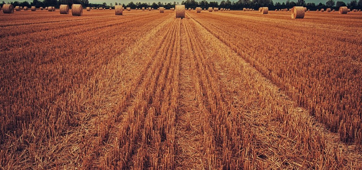 Le réchauffement climatique pèse sur le rendement agricole européen