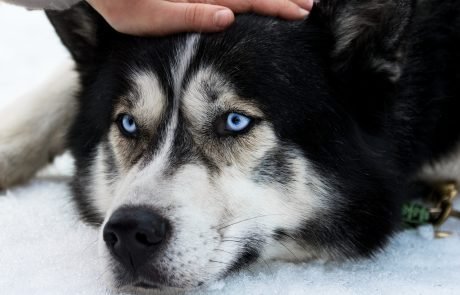 Le Chien, le plus vieil ami de l’homme