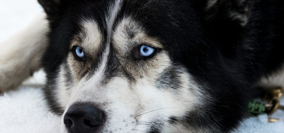 Le Chien, le plus vieil ami de l’homme