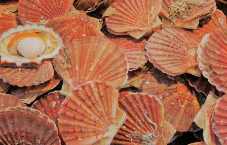 Du plastique dans nos coquilles Saint-Jacques