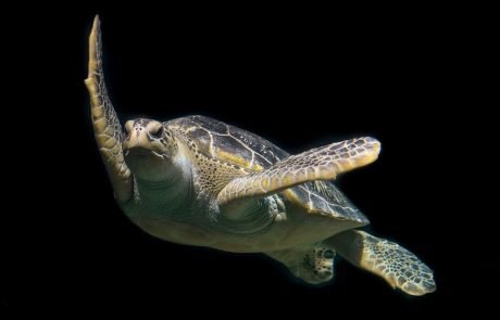 Increased number of green turtles after 50 years of protection