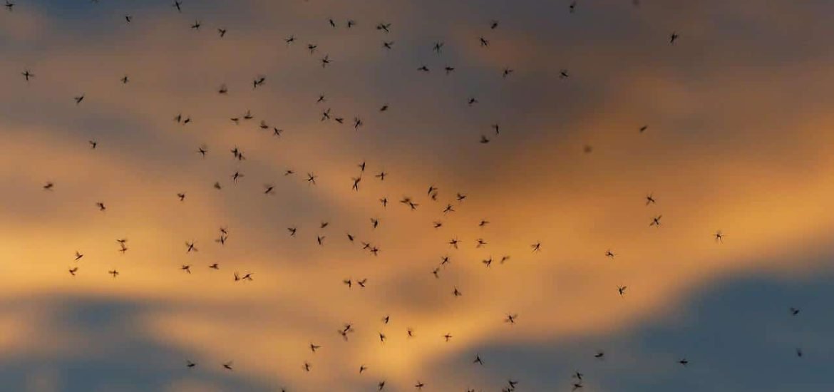 Tens of millions of insects travel to reach Cyprus and Europe