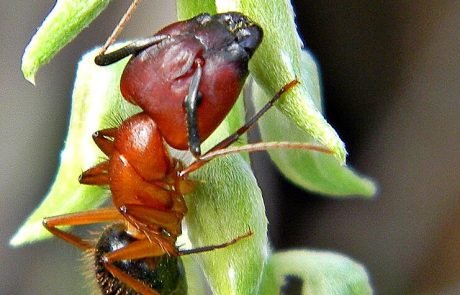 Camponotus floridanus : une approche innovante de l’amputation dans le règne animal 