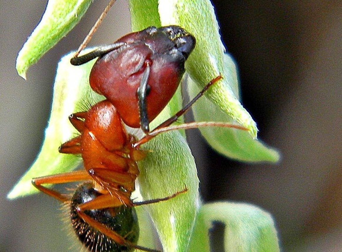 Camponotus floridanus : une approche innovante de l’amputation dans le règne animal 