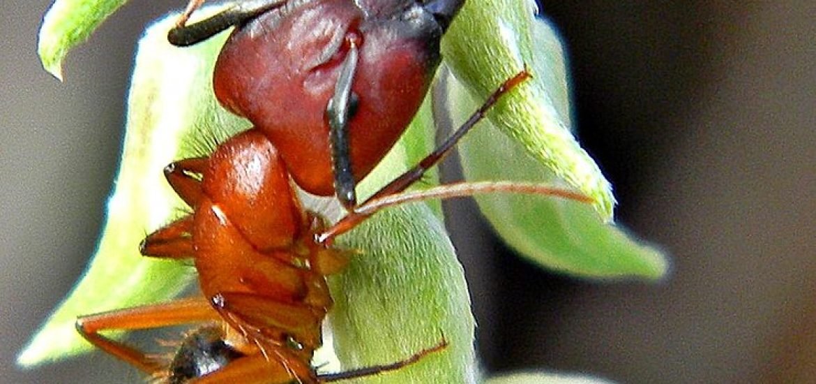 Camponotus floridanus : une approche innovante de l’amputation dans le règne animal 