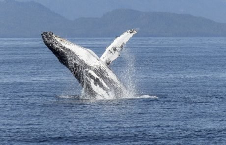 Classical piece highlights the plight of the Humpback Whale