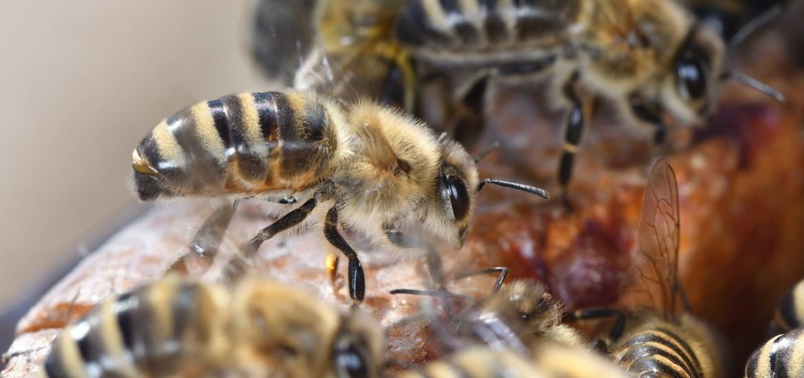 Honeybees need a diverse forest habitat
