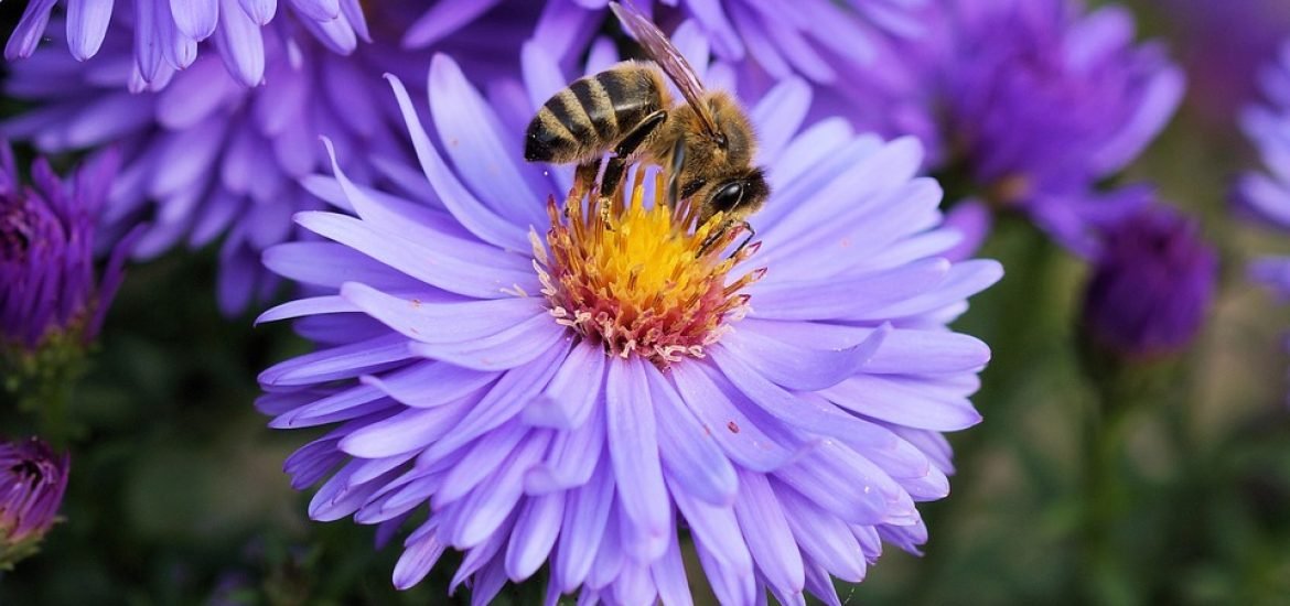 Virtual tool to help bees