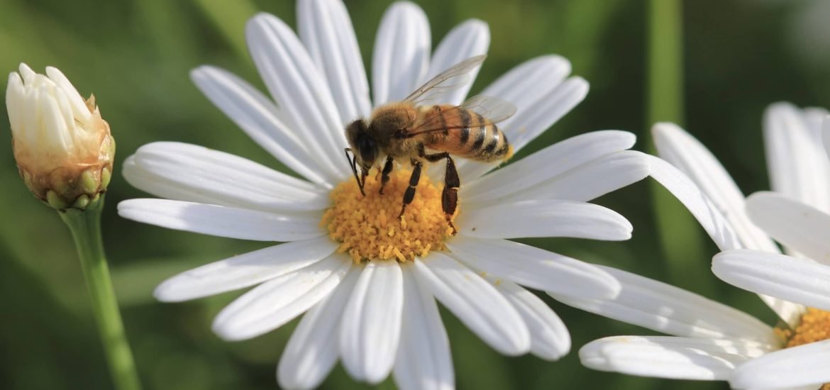 Domestic gardens are vital for bees and other pollinators