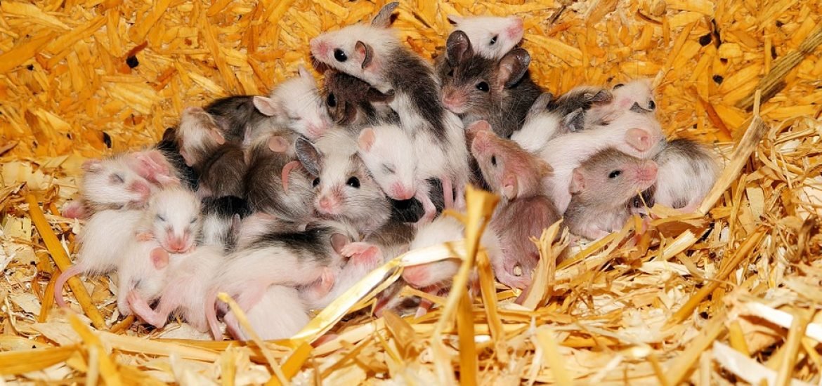 Gene editing used to create all-male or all-female mice litters