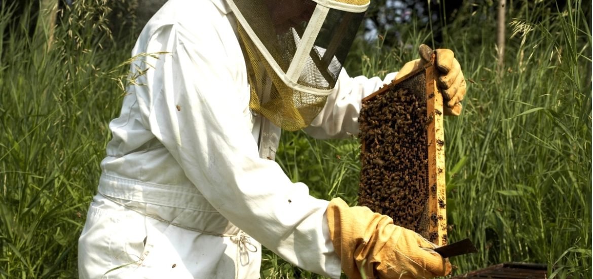 An Irish agtech startup is helping beekeepers more effectively manage their hives