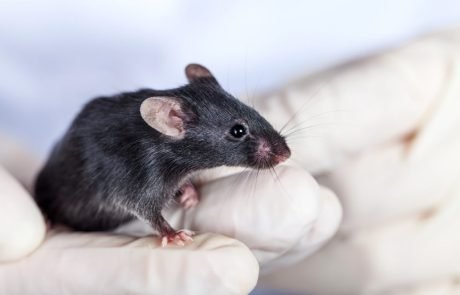 Refined CRISPR gene editing technology prevents hearing loss in mice