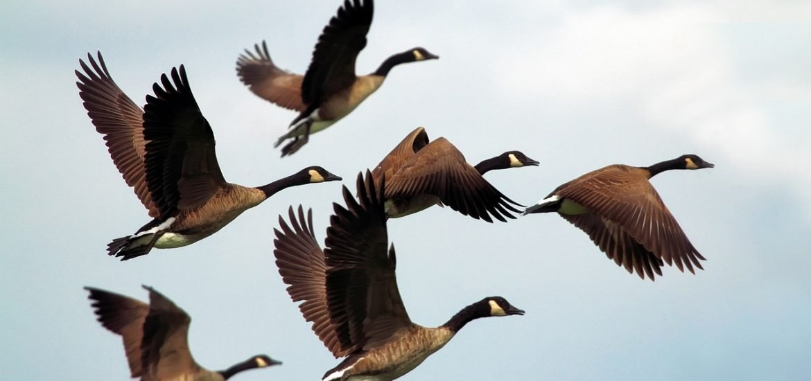 Robotic wing helps researchers learn how birds fly