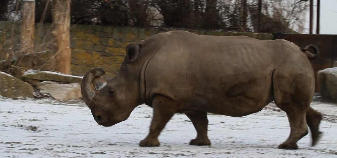 Resurrection of the White Rhino: Can science help biodiversity?