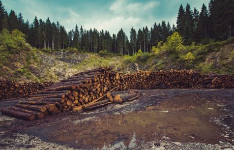 “A critical flaw” in EU climate policy: renewable energy directive poised to promote global deforestation