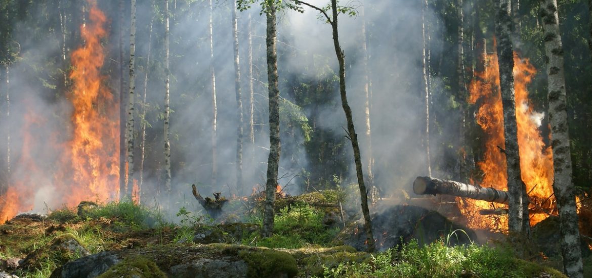 Sweden is using military force to quell an implacable enemy: forest fires