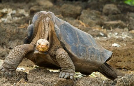 Genome of Lonesome George hints at why giant tortoises can live for so long