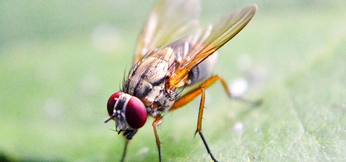 One, two, three, four…. Fruit flies can count!