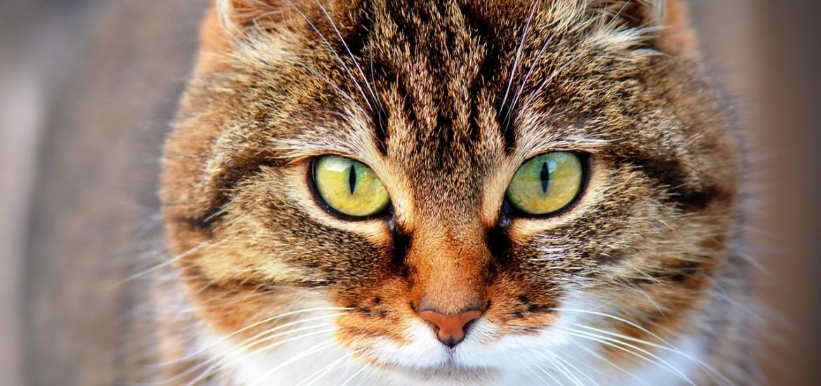 Wildcats avoided domestic cats for over 2,000 years