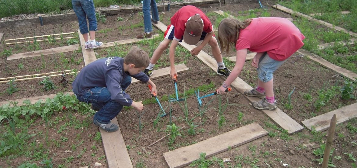 School children need to learn more about plants to understand climate change