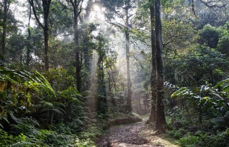 Converting rainforest into plantations affects energy distribution