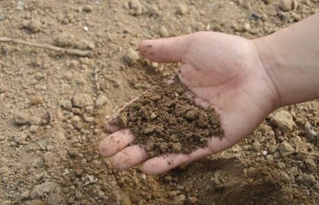 Increasing temperatures in the soil increase microbe diversity