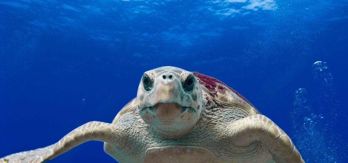 Halloween toys found inside loggerhead sea turtles