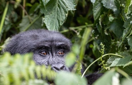 Mining in Africa is putting great apes in danger