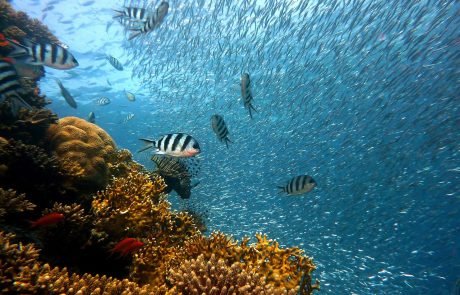 Deeper parts of Great Barrier Reef protected for now, but not forever