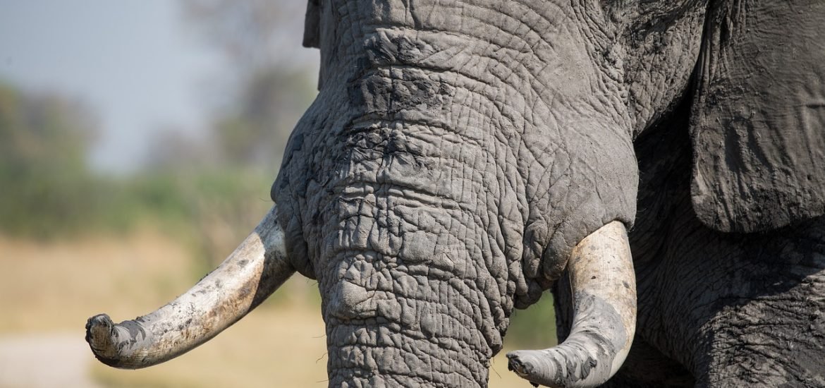 New technique to identify illegal ivory