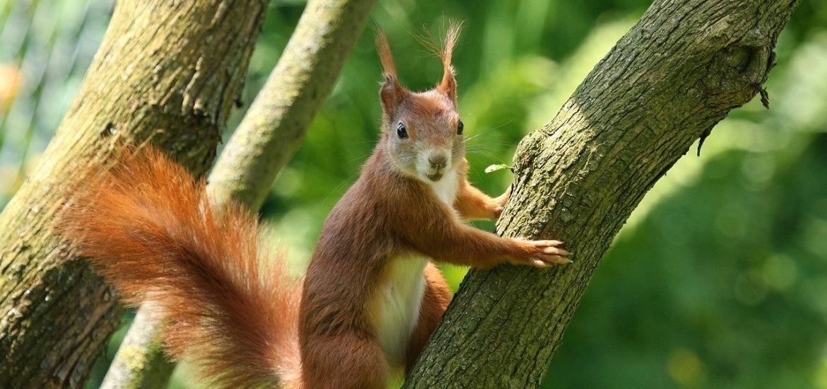 Medieval squirrels carried leprosy