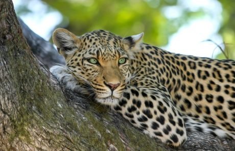 Last hope to save the Arabian leopard may be a genetic rescue